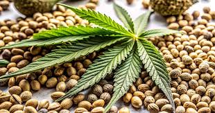 Exploring Marijuana Seeds New Mexico A Comprehensive Guide